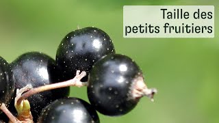 La taille des petits fruitiers [upl. by Eelam]