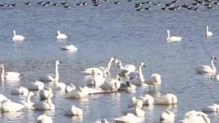 Tundra Swans CourtshipMating Ritualm4v [upl. by Atteoj]