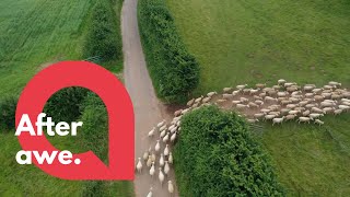 Mesmerising footage shows flock of sheep being herded  SWNS [upl. by Caldwell]