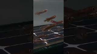 Baby Arowana jardini papua [upl. by Adnertal586]