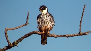 Eurasian Hobby and its Call [upl. by Alliuqal]