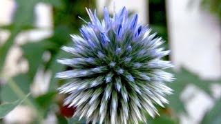 Globe Thistle Echinops  Gardening 101 by Dr Greenthumb [upl. by Yeblehs]