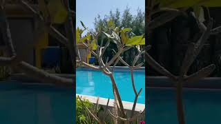 Tent Beach Resort 🏝️2beachresort travel tenthouse tentresortstay hotel [upl. by Kragh]