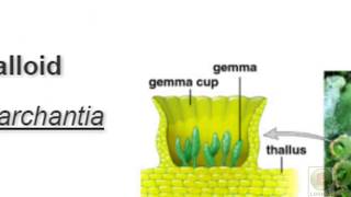 Ch3 Plant Kingdom Part 2 Bryophytes Class 11th Biology explained in Hindi [upl. by Eus]