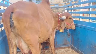 Top quality 20 litre milk Gir cow sall out 🙏MLA sahab UP 🙏8949909120 🙏 please do subscrib my channel [upl. by Zetta]