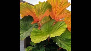 Giant Elephant Ear Colocasia gigantea garden plants houseplants [upl. by Ahseryt36]