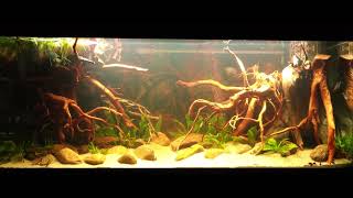 My 450l aquarium rescaped into an Amazon biotope Home for P Altum Orinoco [upl. by Geehan]