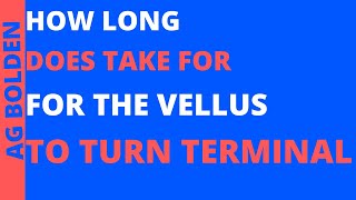 how long does it take for vellus hairs to become terminal [upl. by Enialed971]