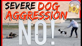 My Dog is Aggressive towards other dogs Help  Dog Training with Americas Canine Educator [upl. by Symer]