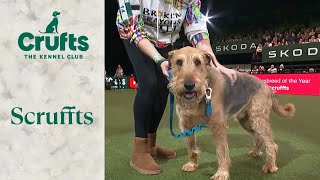 Our Scruffts Winner Diesel  Crufts 2024 [upl. by Eta]