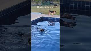 Doggie having a swimm dogrescue dogs pets animalrescue [upl. by Haliek856]