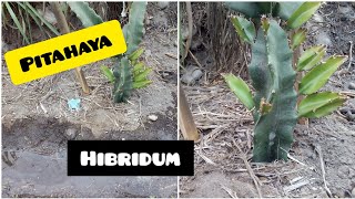 ✔️pitahaya HYBRIDUM mejorada  🌵SUPER planta de grandes características [upl. by Marci]