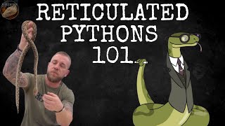 A Beginners Guide To Reticulated Pythons Part 1  Wildfire Retics [upl. by Atoked]