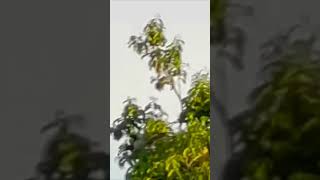 Hornbill’s flying is very beautiful [upl. by Gizela]