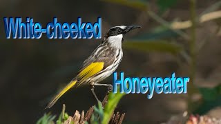 Whitecheeked Honeyeater [upl. by Erret]