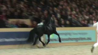 KFPS Hengst Thorben 466 Ielke x Sape in Slowmotion HK 2012 Leeuwarden [upl. by Eitsyrhc148]