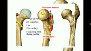 OSTEOLOGIA DE MIEMBRO INFERIOR 4 Diagnostico X [upl. by Namsu173]