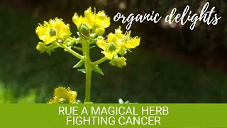 RUE a magical herb fighting cancer [upl. by Soraya]