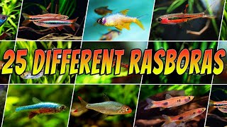 25 Different Types of Rasboras  Rare amp Common Aquarium Rasbora Fish List [upl. by Orlosky]