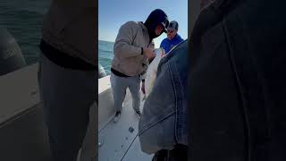 Striped bass on the deck [upl. by Ayerdna]