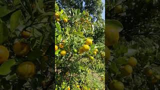 Kheit Sohniamtra  Citrus fruits [upl. by Dixon]