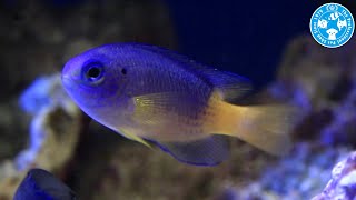 【チャーム】海水魚 イエローベリーダムセル Pomacentrus sp スズメダイ charm動画 [upl. by Atcele654]