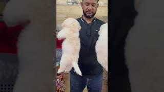 BICHON FRISE PUPPY IN KERALA shortsfeed viral pets [upl. by Ecirtel357]