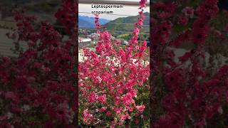 Leptospermum scoparium shortsvideo plantas jardin flores [upl. by Ninaj]