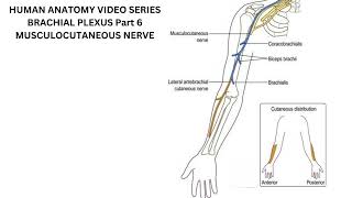 Musculocutaneous Nerve [upl. by Eulalie]