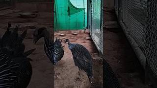 Vulturine guineafowl Birds 💙birds [upl. by Ainitsirhc710]