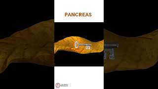 PANCREAS [upl. by Ecidnarb778]