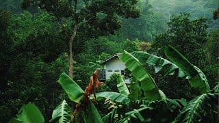 Rainforest sounds 🌴 with thunder rain and birds sounds for sleep study and meditation [upl. by Aimahc]