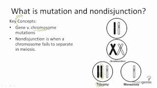 945 Mutations and Nondisjunction [upl. by Halyhs]