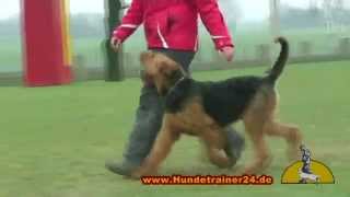 Obedience with Airedale Terrier quotArthus von Bella Donnaquot [upl. by Gabrielle]