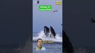 Whalien 52 lonely Whale faktaunik amazingfacts viral shortsviral fyp animals whale animal [upl. by Aicilaf]