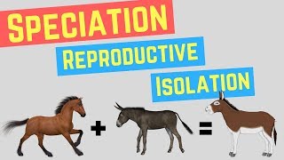 Speciation  Prezygotic vs Postzygoic Barriers  Forms of Reproductive Isolation [upl. by Ardnusal13]