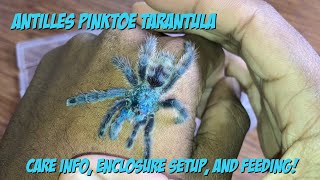 Antilles Pinktoe Tarantula Care Enclosure Setup And Feeding [upl. by Akiam]