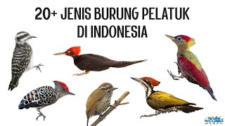 20 Jenis Burung Pelatuk Woodpecker di Indonesia [upl. by Asher332]