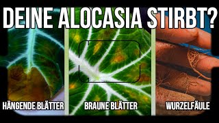 Alocasia  Braune Blätter Wir retten diese Zimmerpflanze [upl. by Wyck]