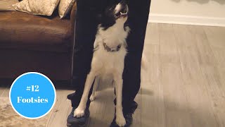 Train Your Dog Footsies  Trickmas Day 12 [upl. by Ecirtal]