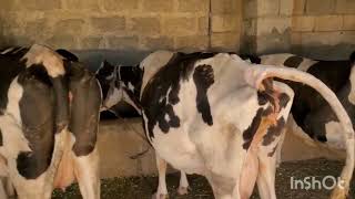 rumen impaction in cow 🐄 two weeks [upl. by Sitof441]