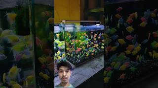 Amazing glofish tetra aquarium aquscape fish [upl. by Girand]