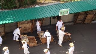 Funchal Madeira Cable Car amp Toboggan Guide [upl. by Osnofledi]