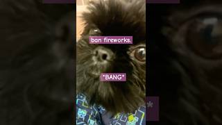 ban fireworks PLS 🙏 cute doggyz cuteanimal stopfireworks puppy [upl. by Sinnylg477]