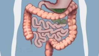 Understanding Bowel Function [upl. by Ludmilla]