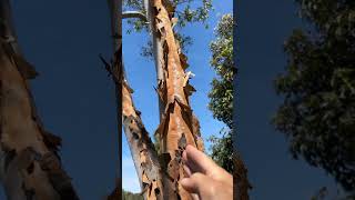 Finding north from tree bark 🧭 in Australia 🌞 [upl. by Anolla]