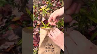 How to harvest Butterfly Milkweed Asclepias tuberosa seeds [upl. by Rika]