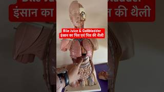 Bile Juice amp Gallbladder  इंसान का पित्त एवं पित्त की थैली कैसा और कहाँ होता है viral shorts [upl. by Akaenahs]