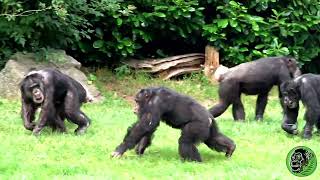 Chimpanzee Fight [upl. by Stevana677]