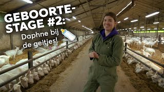 De geboortestage van Daphne bij Geitenhouderij VOF Krekels Baexem [upl. by Yong]